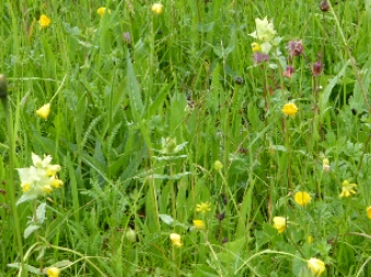1050431.jpg image